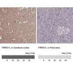 Merck Anti-FRRS1L antibody produced in rabbit