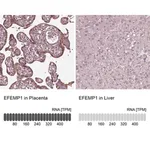 Merck Anti-EFEMP1 antibody produced in rabbit