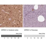 Merck Anti-GPRIN1 antibody produced in rabbit