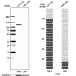 Merck Anti-ITCH antibody produced in rabbit