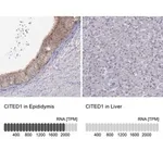 Merck Anti-CITED1 antibody produced in rabbit