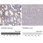Merck Anti-BICDL1 antibody produced in rabbit