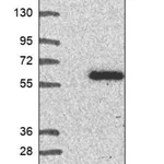 Merck Anti-LSM14B antibody produced in rabbit