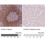 Merck Anti-ALOX5 antibody produced in rabbit