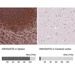 Merck Anti-ARHGAP25 antibody produced in rabbit