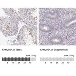 Merck Anti-FAM205A antibody produced in rabbit