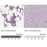 Merck Anti-IGLL1 antibody produced in rabbit