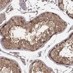 Merck Anti-SMURF2 antibody produced in rabbit