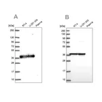 Merck Anti-GAPDH antibody produced in rabbit