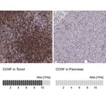 Merck Anti-CCNF antibody produced in rabbit