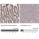 Merck Anti-SLC22A18 antibody produced in rabbit