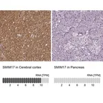 Merck Anti-SMIM17 antibody produced in rabbit