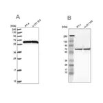 Merck Anti-HSPD1 antibody produced in rabbit