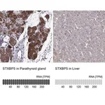 Merck Anti-STXBP5 antibody produced in rabbit