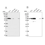 Merck Anti-IRGQ antibody produced in rabbit