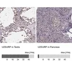Merck Anti-U2SURP antibody produced in rabbit