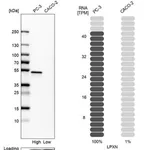 Merck Anti-LPXN antibody produced in rabbit