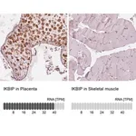 Merck Anti-IKBIP antibody produced in rabbit