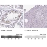 Merck Anti-CCNB1 antibody produced in rabbit