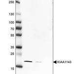 Merck Anti-KIAA1143 antibody produced in rabbit