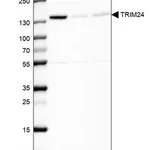 Merck Anti-TRIM24 antibody produced in rabbit