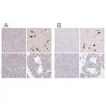 Merck Anti-PMCH antibody produced in rabbit