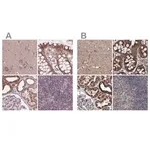 Merck Anti-SUCLA2 antibody produced in rabbit
