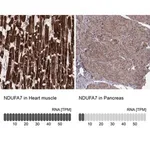 Merck Anti-NDUFA7 antibody produced in rabbit