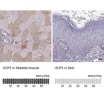 Merck Anti-UCP3 antibody produced in rabbit