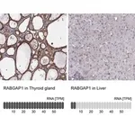 Merck Anti-RABGAP1 antibody produced in rabbit