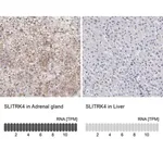 Merck Anti-SLITRK4 antibody produced in rabbit