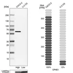 Merck Anti-CPNE1 antibody produced in rabbit