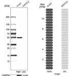 Merck Anti-TYMP antibody produced in rabbit