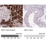 Merck Anti-DBH antibody produced in rabbit