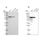 Merck Anti-GNL1 antibody produced in rabbit