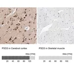 Merck Anti-PSD3 antibody produced in rabbit