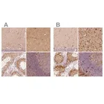 Merck Anti-FSCN1 antibody produced in rabbit