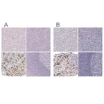 Merck Anti-POU1F1 antibody produced in rabbit
