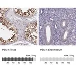 Merck Anti-PBK antibody produced in rabbit