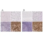 Merck Anti-PRL antibody produced in rabbit