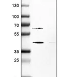 Merck Anti-SKP2 antibody produced in rabbit