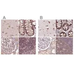 Merck Anti-RPS5 antibody produced in rabbit