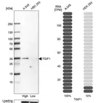Merck Anti-TGIF1 antibody produced in rabbit
