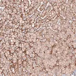Merck Anti-SLC16A2 antibody produced in rabbit
