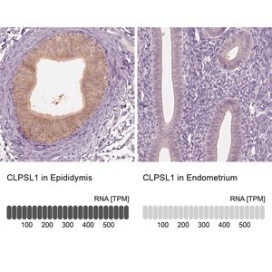 Merck Anti-CLPSL1 antibody produced in rabbit