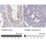 Merck Anti-C16orf86 antibody produced in rabbit
