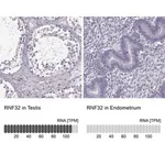 Merck Anti-RNF32 antibody produced in rabbit