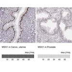Merck Anti-MSX1 antibody produced in rabbit