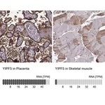 Merck Anti-YIPF5 antibody produced in rabbit