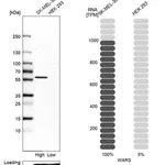 Merck Anti-WARS antibody produced in rabbit